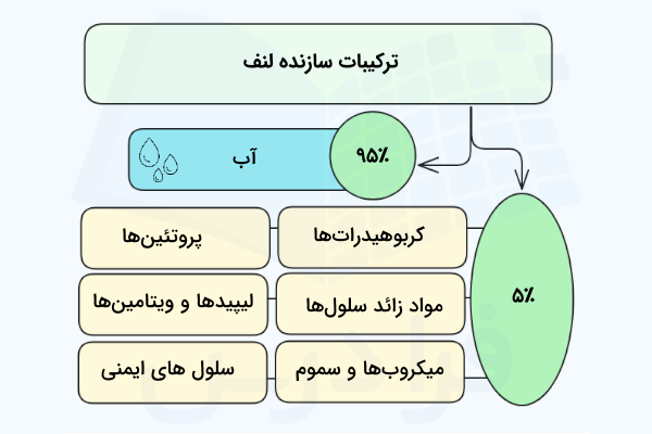 برخی از ترکیبات سازنده لنف - ترکیبات لنف چیست