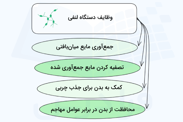 وظایف دستگاه لنفی چیست