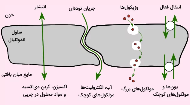 مکانیسم های تبادل مواد در مویرگ ها که شامل انتشار، جریان توده ای، انتقال فعال و انتقال وزیکولی است