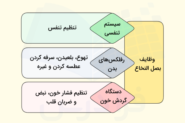 وظایف بصل النخاع چیست
