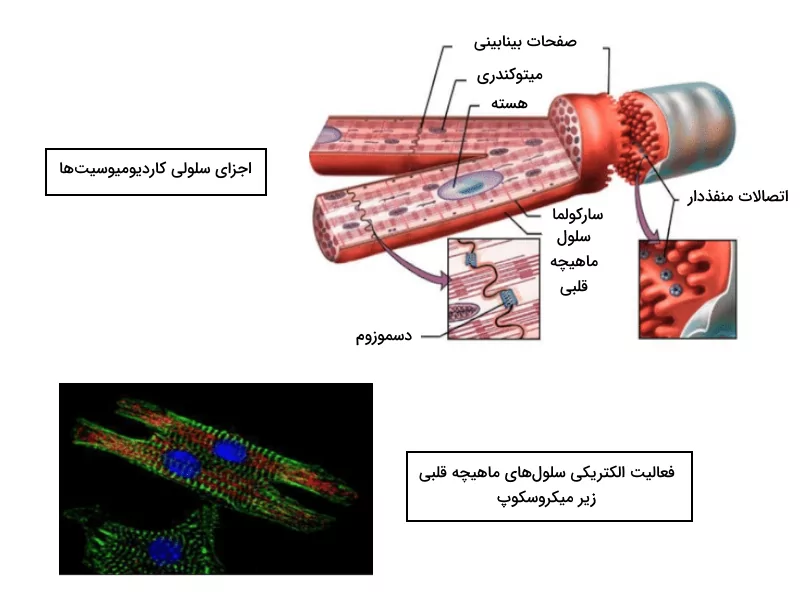 اجزای سلولی کاردیومیوسیت ها و تصویر فعالیت الکتریکی آن ها زیر میکروسکوپ