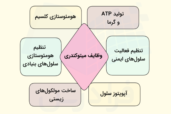 وظایف میتوکندری در سلول - میتوکندری چیست