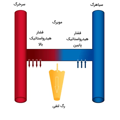 میزان متغییر فشار هیدرواستاتیک در بخش های مختلف مویرگ ها که به دلیل ورود مایعات به رگ های لنفی ایجاد می شود