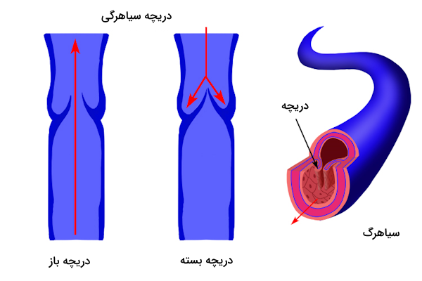 تصویری از عملکرد دریچه های سیاهرگی که خون را در یک جهت به سمت قلب منتقل می کنند