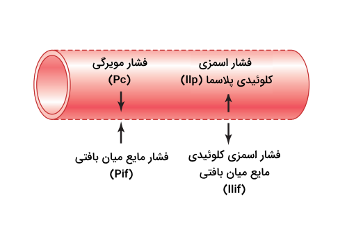 تاثیر فشارهای مختلف در طول مویرگ ها