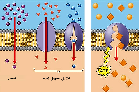 انواع روش های انتقال مواد از غشا سلولی