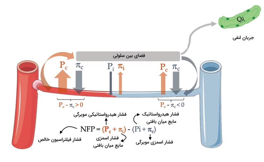 تصویری از تفاوت فشارهای اسمزی و هیدرواستاتیکی در طول مویرگ به همراه فرمول محاسبه فشار فیلتراسیون خالص