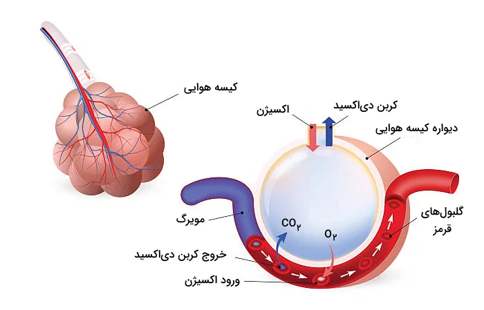 روند تبادل گازهای تنفسی در کیسه های هوای ریه ها