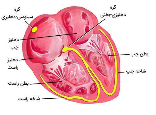 موقعیت مکانی گره سینوسی-دهلیزی در قلب به همراه نام گذاری بخش های دیگر شبکه هادی و حفرات قلب