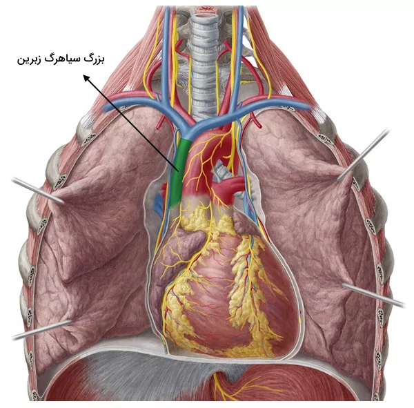 محل قرارگیری بزرگ سیاهرگ زبرین در بخش بالایی و راست فضای میان سینه