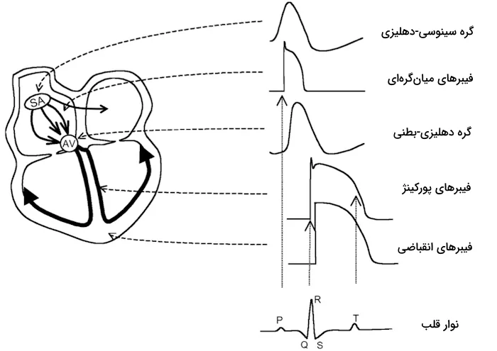 تصویری از نوار قلب و انتقال پتانسیل عمل از گره سینوسی دهلیزی به بخش های مختلف قلب