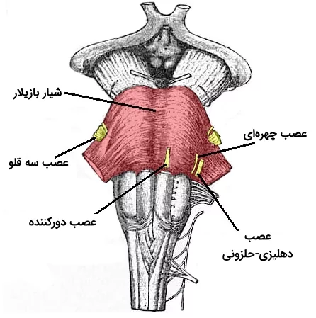 آناتومی سطح شکمی پل مغز