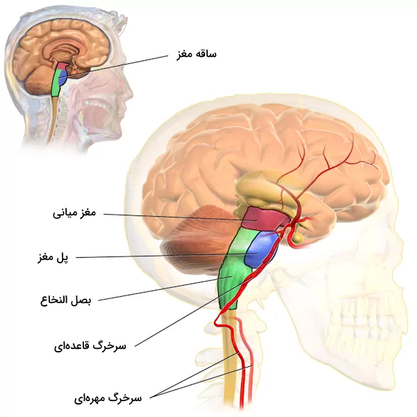 تصویری از محل عبور سرخرگ قاعده‌ای که به پل مغزی خون رسانی می‌کند