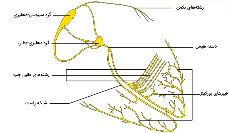 تصویری از سیستم شبکه هادی قلب بدون به تصویر کشیدن ماهیچه قلب
