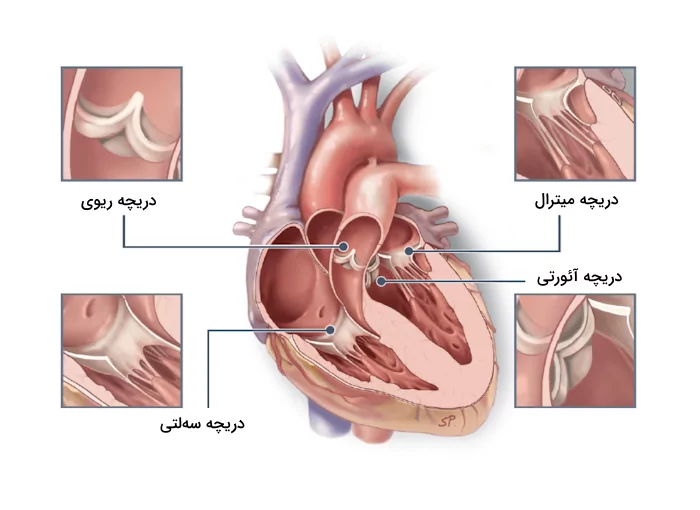 موقعیت چهار دریچه قلبی