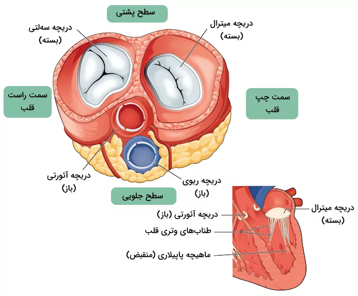 دریچه های دهلیزی بطنی و نیمه هلالی در ساختار قلب