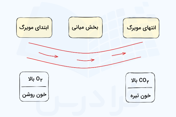تفاوت رنگ و سطح اکسیژن خون در ابتدا و انتهای مویرگ