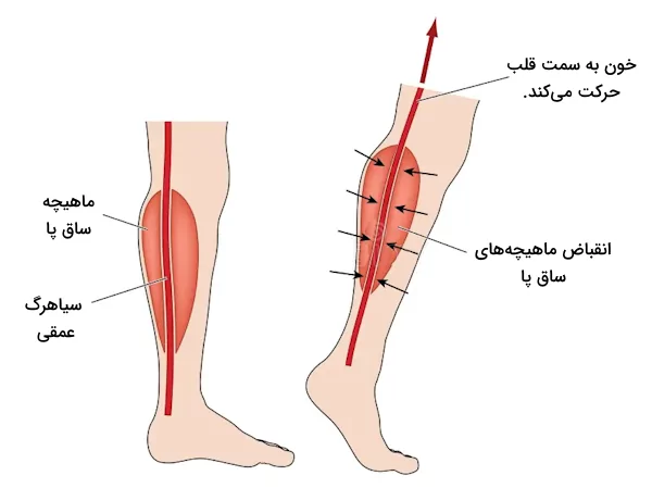 رانده شدن خون به سمت قلب پس از انقباض ماهیچه ساق پا