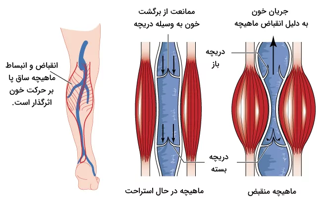 تاثیر انقباض و انبساط ماهیچه ساق پا بر حرکت خون به سمت قلب و پیشگیری از برگشت خون به وسیله دریچه سیاهرگی