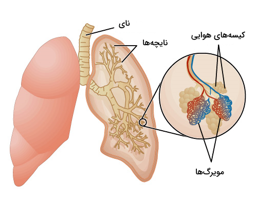بخش های مختلف ریه و مویرگ های اطراف کیسه های هوایی