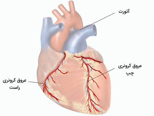 محل عبور عروق کرونری