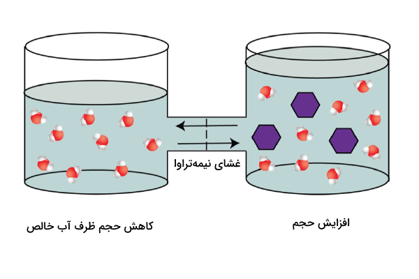 پس از برابر شدن فشار اسمزی دو ظرف، حجم ظرف محلول آب و شکر بیشتر می‌شود