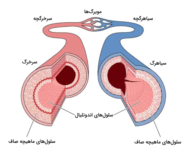 ساختار سرخرگ و سیاهرگ که لایه درونی هر دو از سلول های اندوتلیال تشکیل شده است