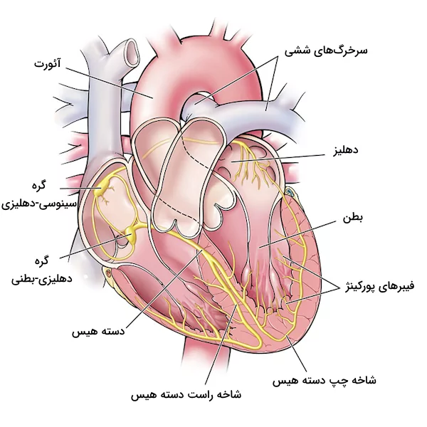 بخش های مختلف قلب و شبکه هادی قلب