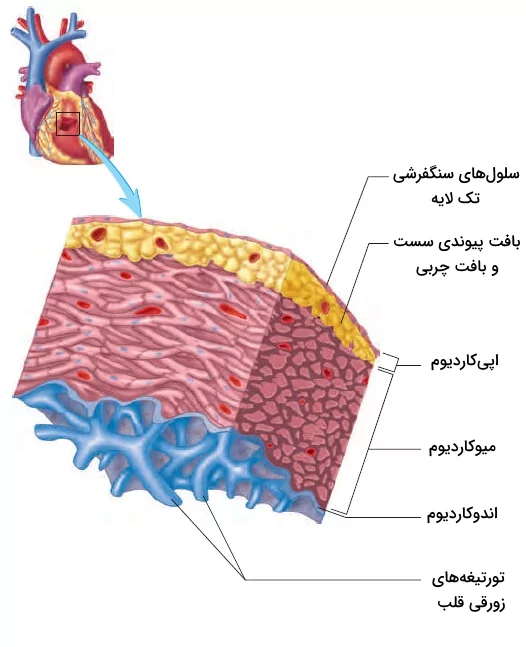 معرفی سه لایه ساختاری دیواره قلب