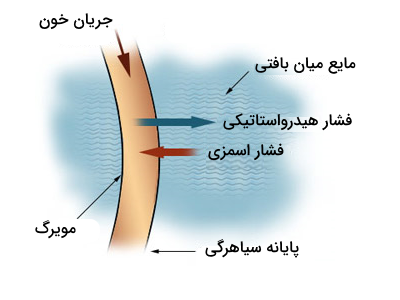 تصویری از فشارهای اثرگذار بر ورود و خروج مواد از بخش های مختلف مویرگ