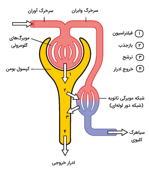 جریان خون مویرگی در قسمت های مختلف نفرون های کلیوی و مراحل فیلتراسیون و بازجذب ترکیبات خون