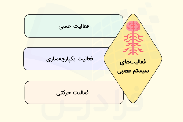 دسته بندی وظایف سیستم عصبی