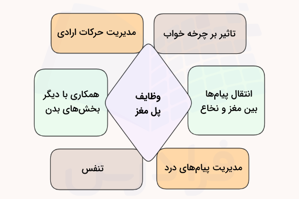وظایف پل مغز - کار پل مغز چیست