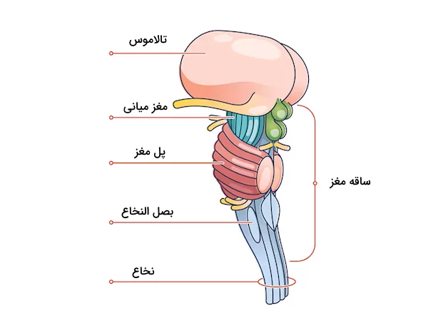 ساختار ساقه مغز که پل مغز در بخش میانی آن قرار دارد.