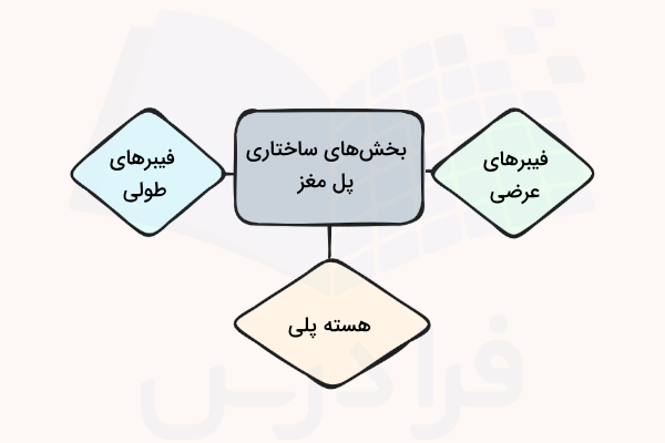نموداری از سه بخش اصلی پل مغز - ساختار پل مغز چیست