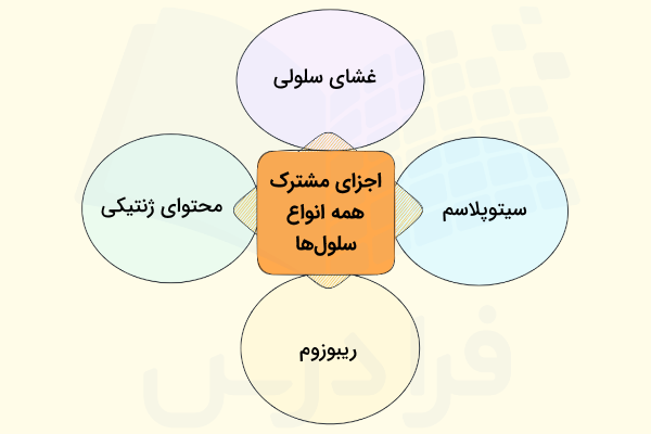اجزای اصلی مشترک بین بیشتر سلول‌ها - اجزای سلول چیست