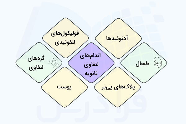 نمودار معرفی شش اندام لنفاوی ثانویه