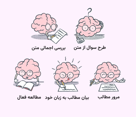 تصویر نمادین مغز در مراحل مختلف متد sq3r - روش صحیح مطالعه بدون فراموشی