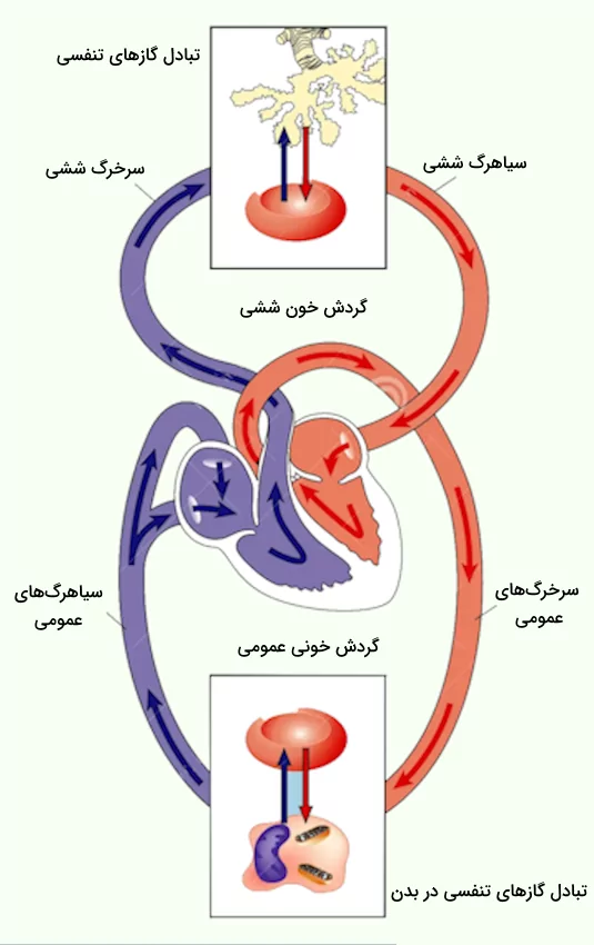 سیاهرگ ها و سرخرگ ها دو سیستم گردش خون ششی و عمومی بدن