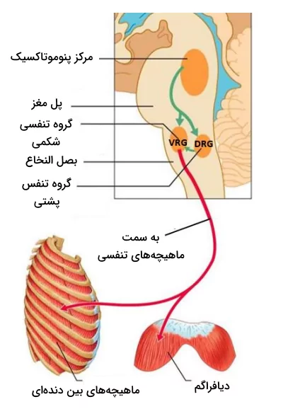 تصویری از نواحی مختلف مغز که بر روی حرکت ماهیچه های تنفسی اثرگذار هستند