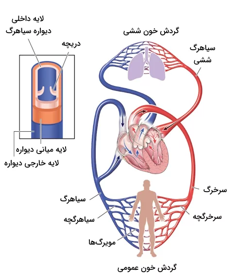 ساختار دیواره سیاهرگ ها و حضور آن ها در دو گردش خون ششی و عمومی بدن