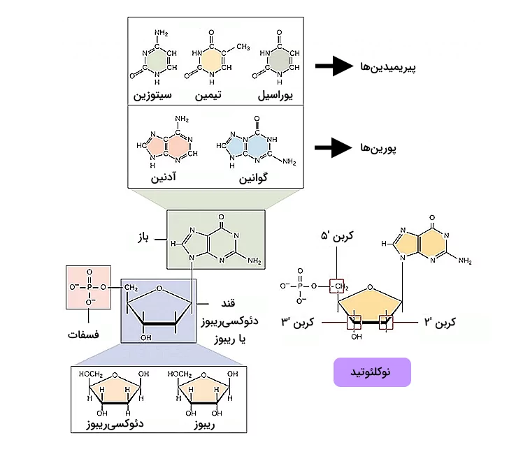 اجزای ساختاری یک مولکول نوکلئوتید که شامل باز نیتروژن دار، قند و فسفات است.