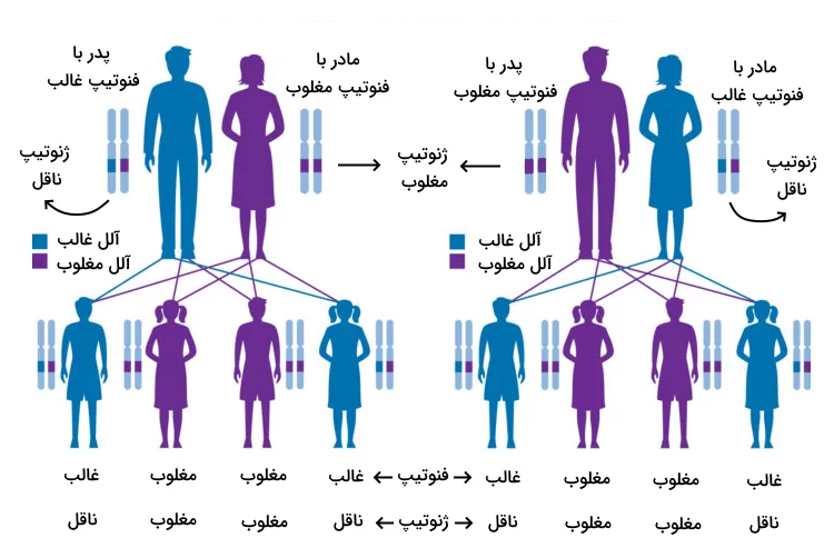 وراثت صفات غالب و مغلوب از والدین با ژنوتیپ های ناقل و مغلوب به نسل بعد