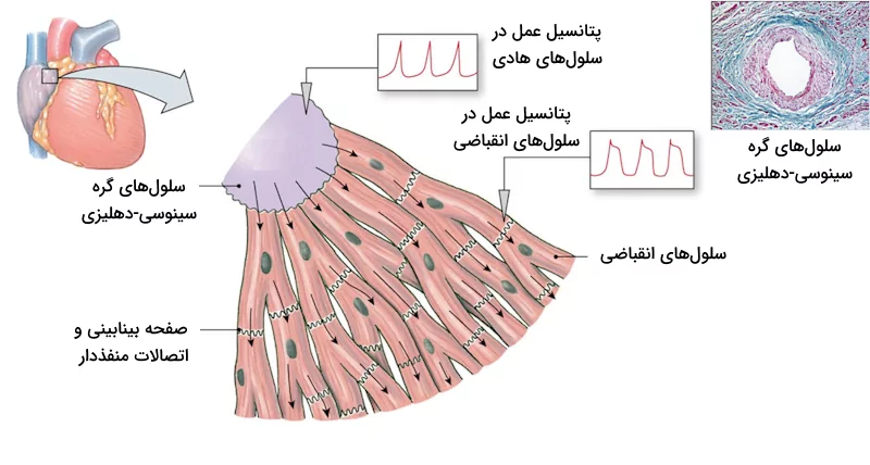 اثر سلول های هادی موجود در گره سینوسی دهلیزی بر سلول های انقباضی