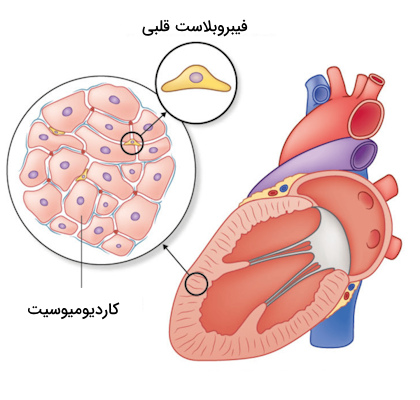 فیبروبلاست های قلبی بین کاردیومیوسیت ها قرار دارند