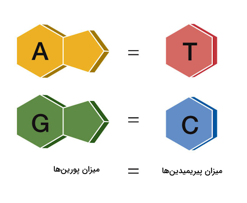 تصویری از بازهای نیتروژن دار پورین و پیریمیدین که با یکدیگر جفت می‌شوند در مقابل یکدیگر، برای بیان مساوی بودن میزان آن در DNA دو رشته ای