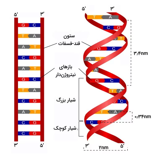 ساختار مولکول DNA دو رشته ای که شکل پیچ خورده آن نیز ارائه شده است - مولکول های اطلاعاتی