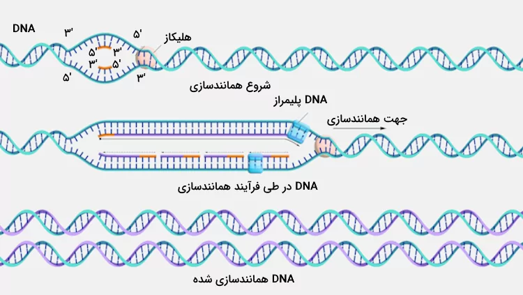 فرآیند همانندسازی DNA شامل باز شدن دو رشته DNA، همانندسازی آن‌ها و تشکیل دو مولکول DNA دو رشته ای - مولکول های اطلاعاتی