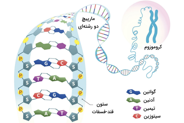 ساختار مولکول دو رشته ای DNA و فشردگی آن در حد کروموزوم