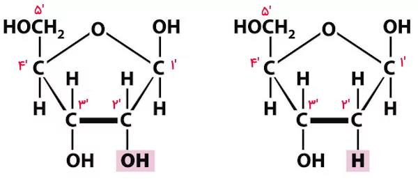ساختار مولکولی ریبوز و دئوکسی ریبوز